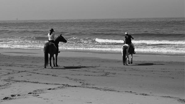 How to Introduce Your Horse to the Beach photo 1