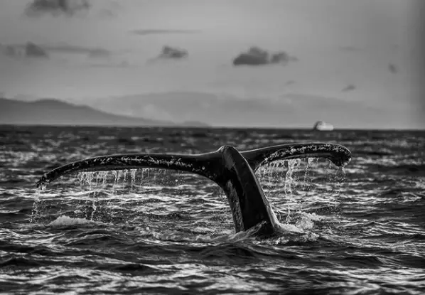 Where is the Best Place in Hawaii to See Whales? photo 0