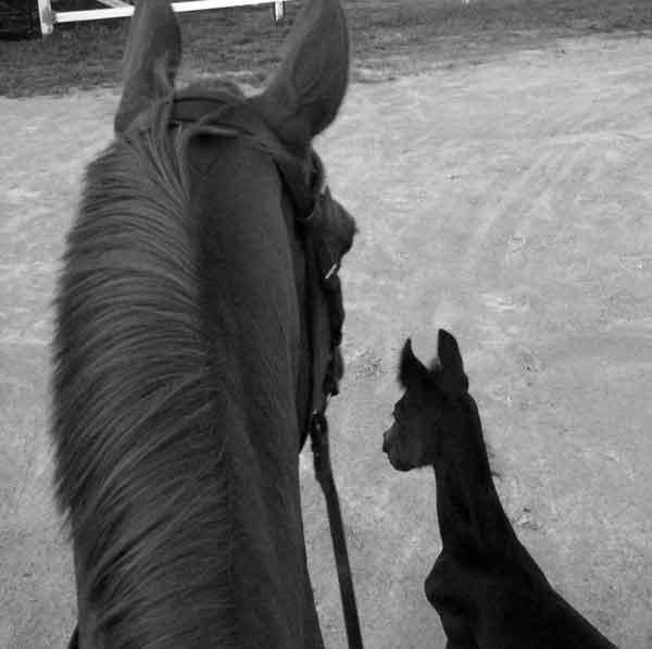 Do You Horseback Ride? photo 0