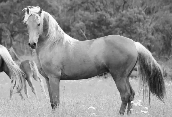 What is the Best Horse Breed for Trail Riding? photo 0