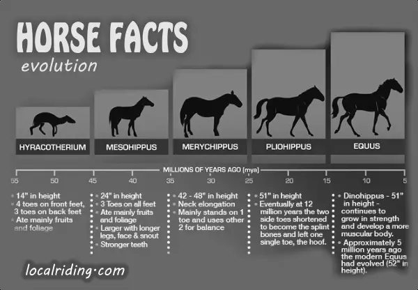 Interesting Facts About Riding Horses photo 0