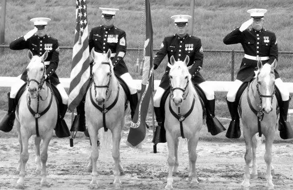 How is the Horse Used in the Military? image 0