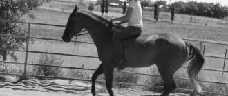 What Are the Benefits of Bareback Horse Riding? photo 0