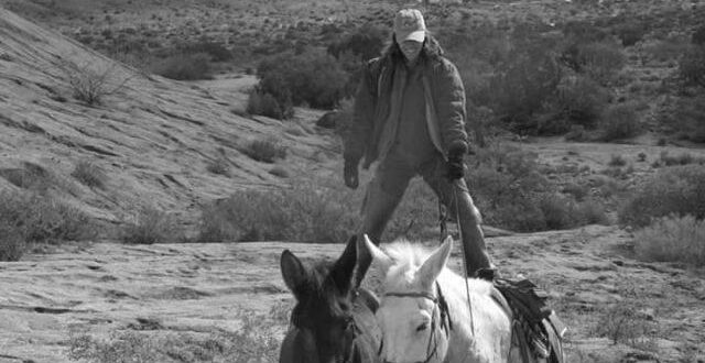 Are Mules Harder to Ride Than Horses? image 0