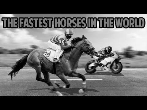 How Fast Can a Horse Go at Top Speed? photo 0