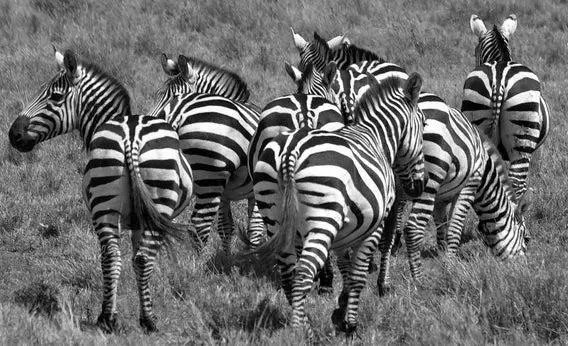 Why Doesn’t Anyone Ride Zebras? photo 0