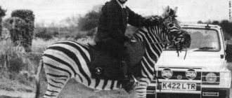 Why Do We Ride Horses But Not Zebras? image 0
