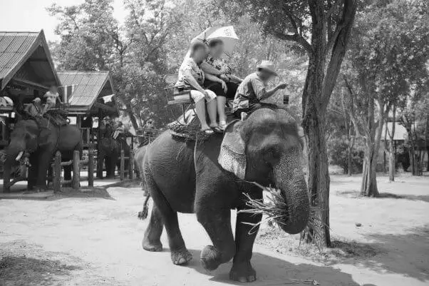 Should We Be Able to Ride Elephants? image 0